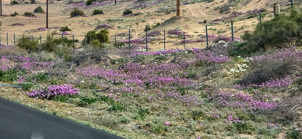 Wild flowers in bloom on the dunes along the interstate